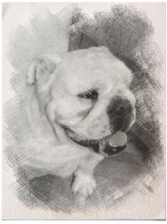 bulldog