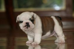 Bulldog