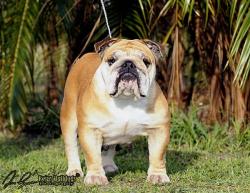 bulldog