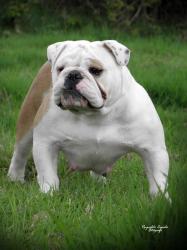 bulldog