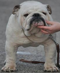 bulldog