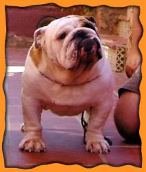 bulldog