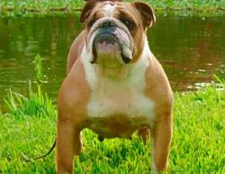 bulldog