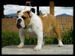 bulldog