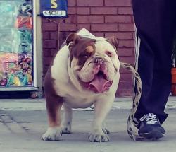 bulldog