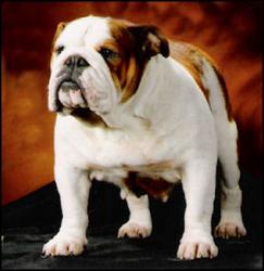 bulldog