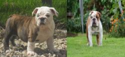 PROXIMOS CACHORROS DE  BULLDOG INGLES PARA LA VENTA DEL CRIADERO NUTIBARA BULLDOGS

            


            