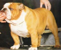 Bulldog