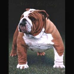 Bulldog