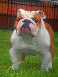 bulldog