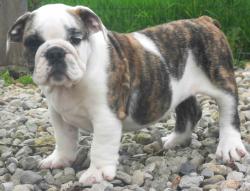 bulldog