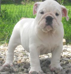 Ejemplar de la raza Bulldog Ingles 

            


            
