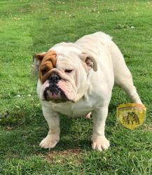 Bulldog