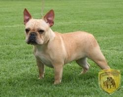 Rojas´s Paris bulldog frances 