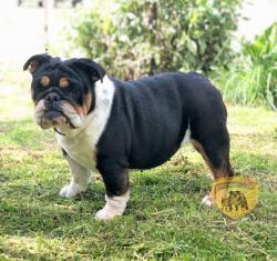 Bulldog