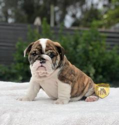 Bulldog