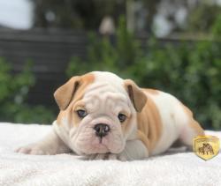 Bulldog