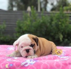 Bulldog