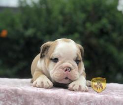 Bulldog