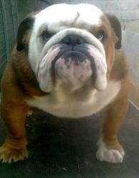 bulldog