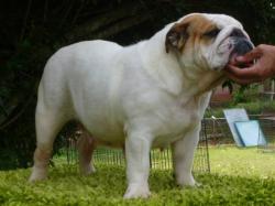 bulldog