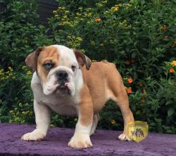 Bulldog