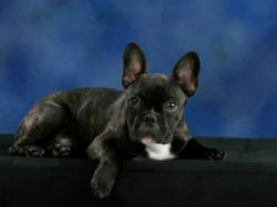 bulldog