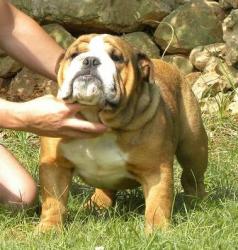 bulldog