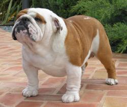 Bulldog