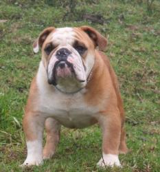 bulldog