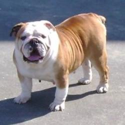 bulldog