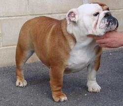 bulldog