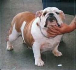 bulldog