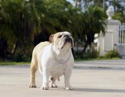 bulldog