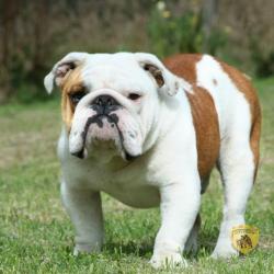 bulldog