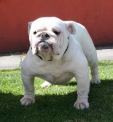 bulldog