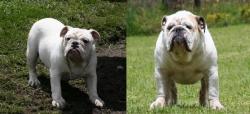 Proxima camada De cachorros Bulldog Ingles para la venta


            


            