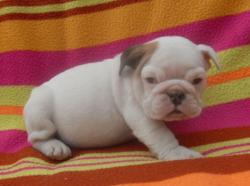 cachorros para la venta de bulldog ingles y frances 100% puros

            


            