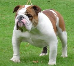 Bulldog