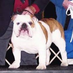 bulldog