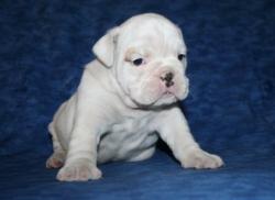 Cachorros de Bulldog Ingles  para la venta


            


            