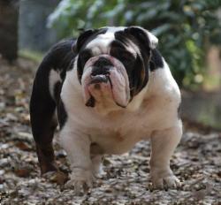 bulldog