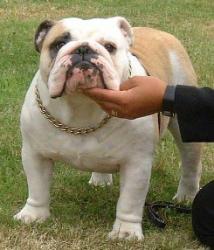 bulldog