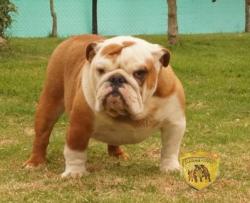 bulldog