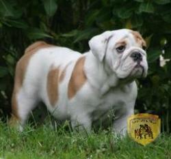 bulldog