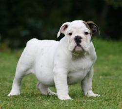 Bulldog