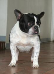 bulldog