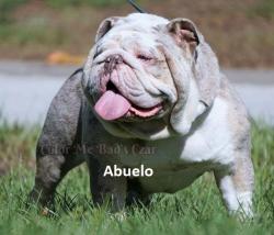 bulldog