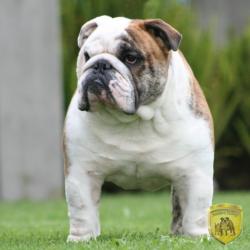 bulldog