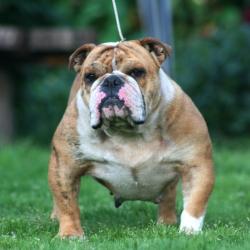 Bulldog